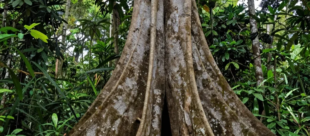Nilai Kearifan Lokal Melayu dalam Menjaga Hutan Tutupan